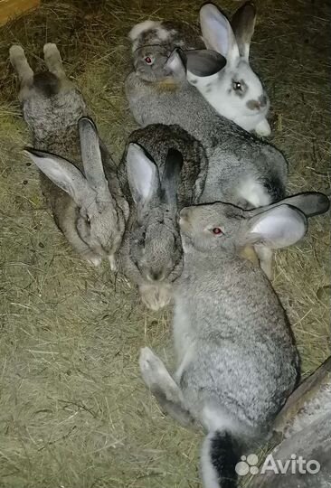Кролики бельгийский великан (Фландр)