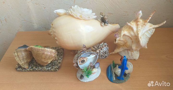 Композиции из морских ракушек