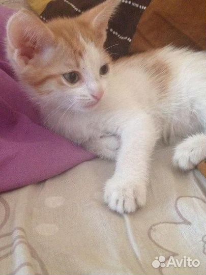 Бело-рыжий котёнок мальчик ищет добрых хозяев