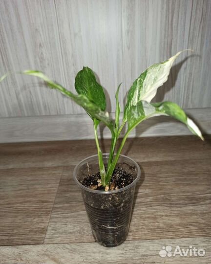 Спатифиллум Джемини