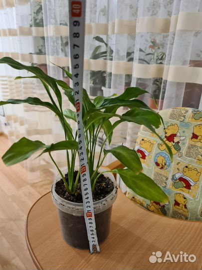 Комнатные растения и цветы