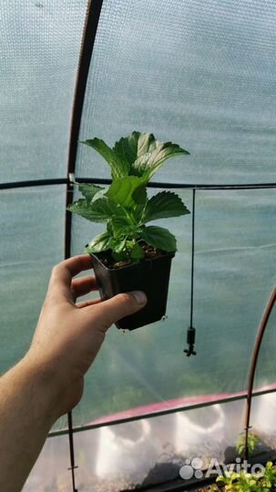 Перегной крс 3г,чернозем садовый,привезу,1/15м3