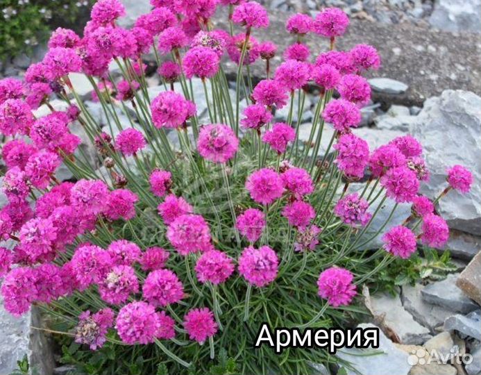 Многолетние цветы