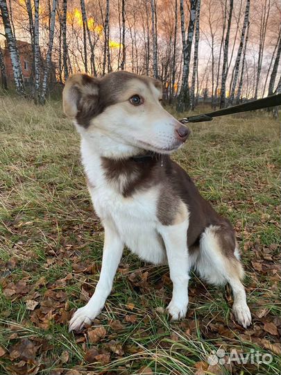 Добрая и ласковая Шейла мечтает о доме