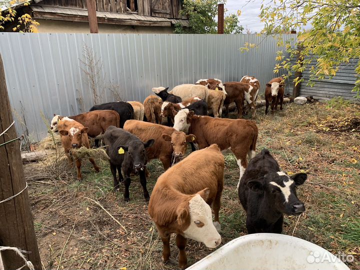 Телята бычки телочки