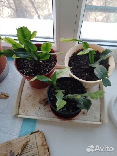 Цветок декабрист