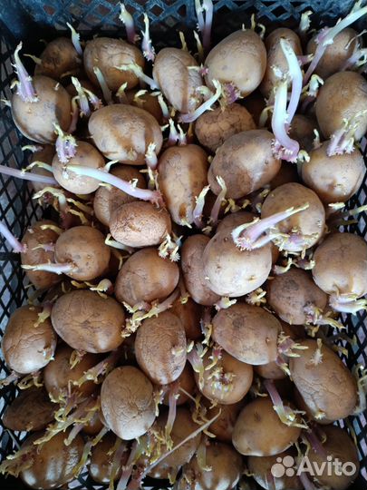 Семенной картофель