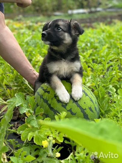 Щенок в заботливые руки бесплатно