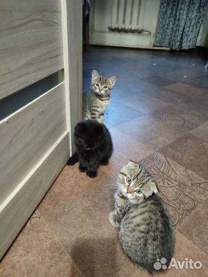 Шотландские котята
