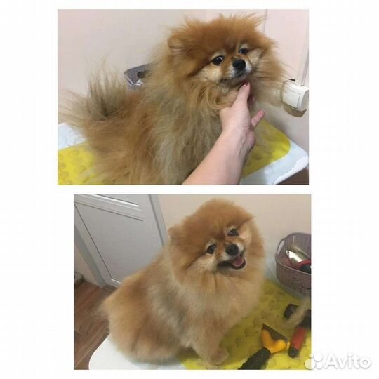 Стрижка собак