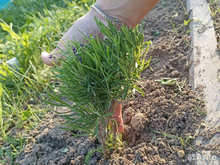 Лаванда куст