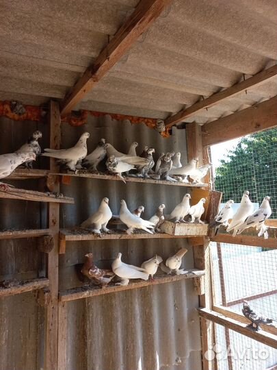 Продажа голубей