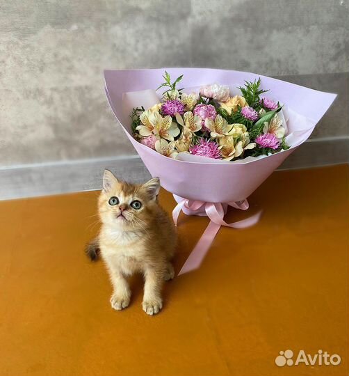 Мальчик золотой шиншиллы