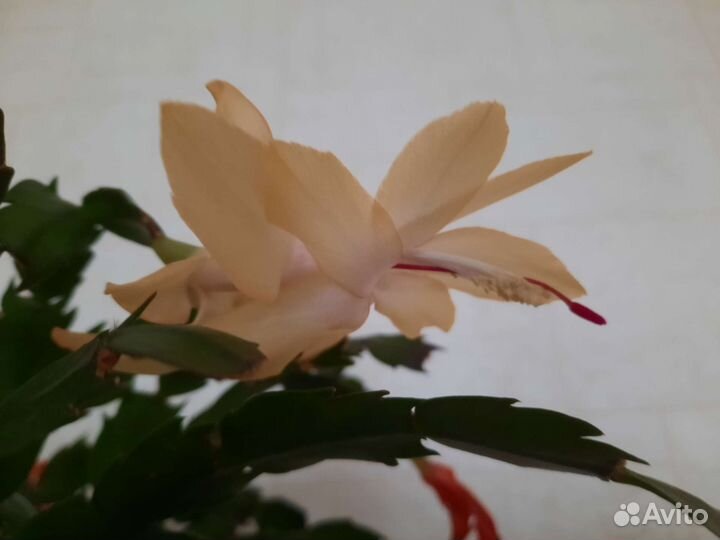 Декабрист шлюмбергера черенки сортовые