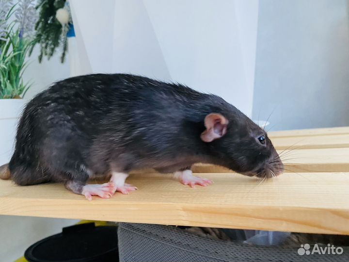 Крыса Дамбо