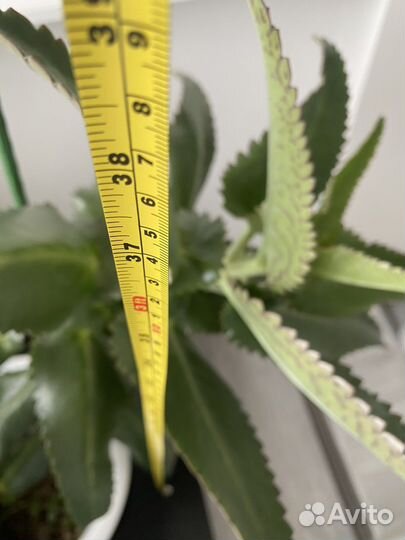 Каланхое лечебное (живородящее)