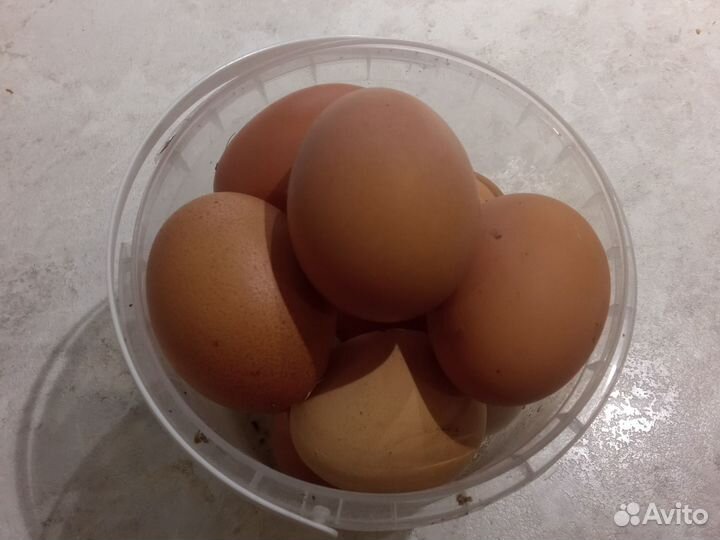 Домашние куриные яйца