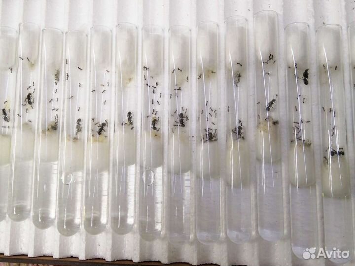 Муравьи Messor structor