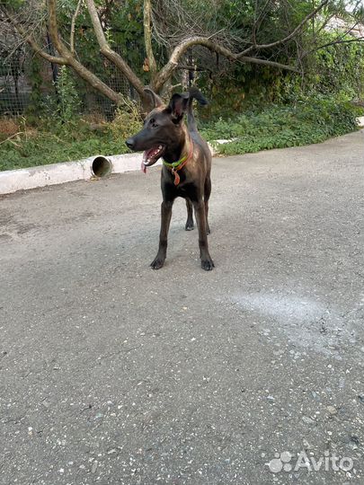 Собака в добрые руки