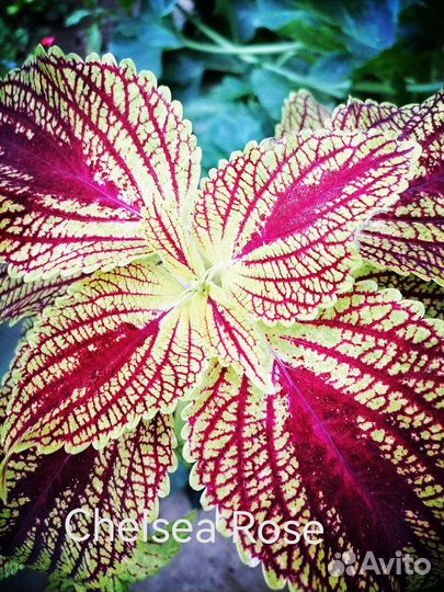 Колеусы вегетативные