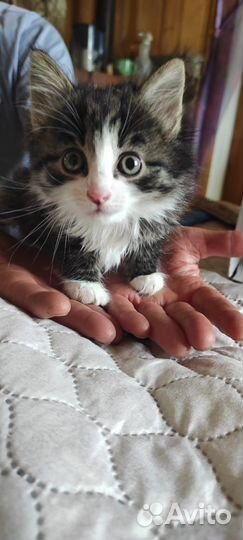 Котик в добрые руки бесплатно