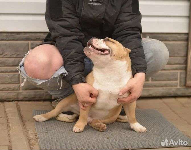 Ам.булли вязка