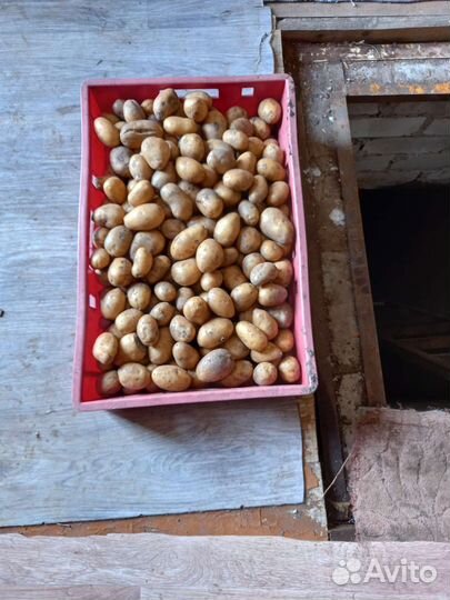 Семенной картофель