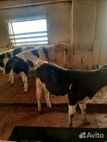 Телята-Бычки