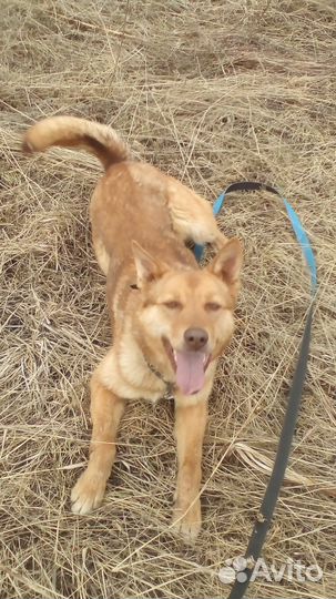 Янтарная Кассандра