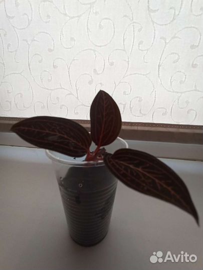 Орхидея - драгоценная
