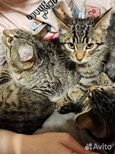 Полосато-пятнистые котята