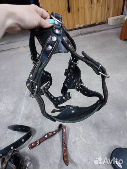 Шлейка для собаки