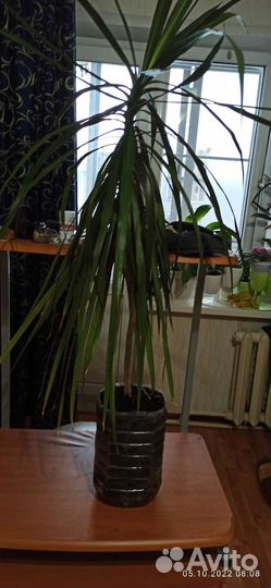 Драцена маргината