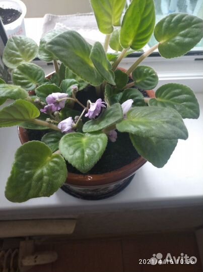 Фиалка в горшках