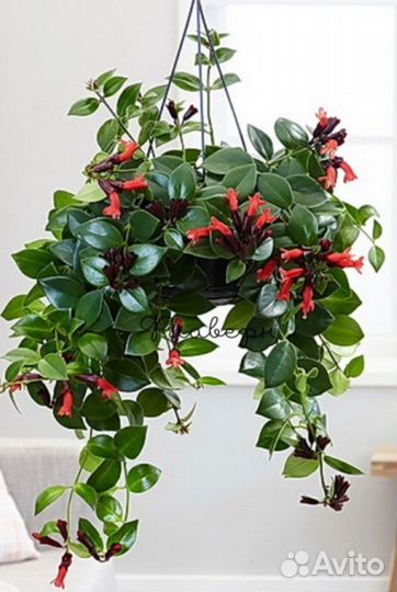 Эсхинантус Мона Лиза