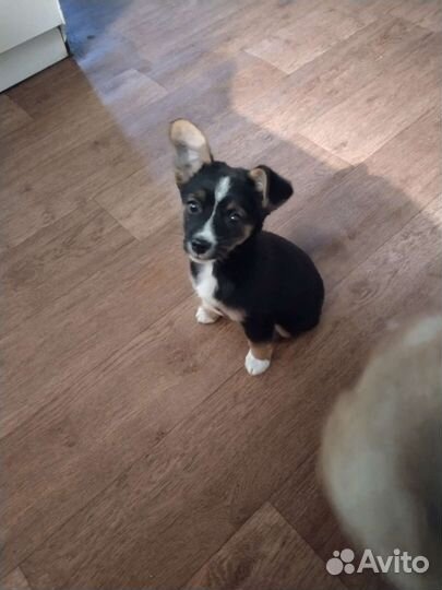 Щенок бесплатно