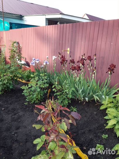 Ирисы бородатые