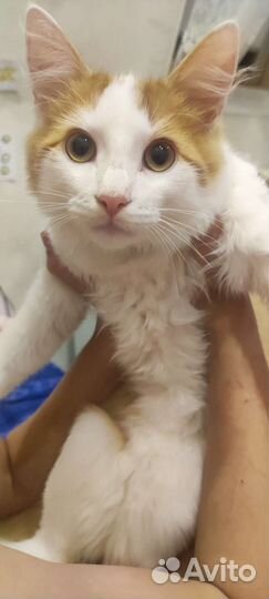 Котик ищет старых или новых хозяев