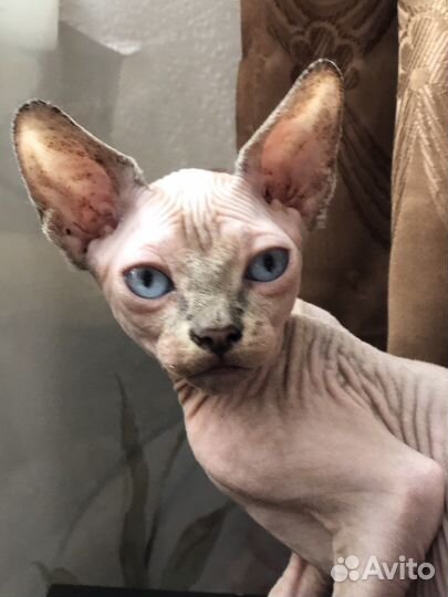 Канадский сфинкс