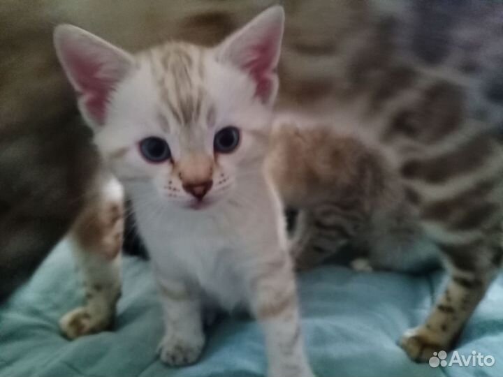 Бенгальский кот вязка