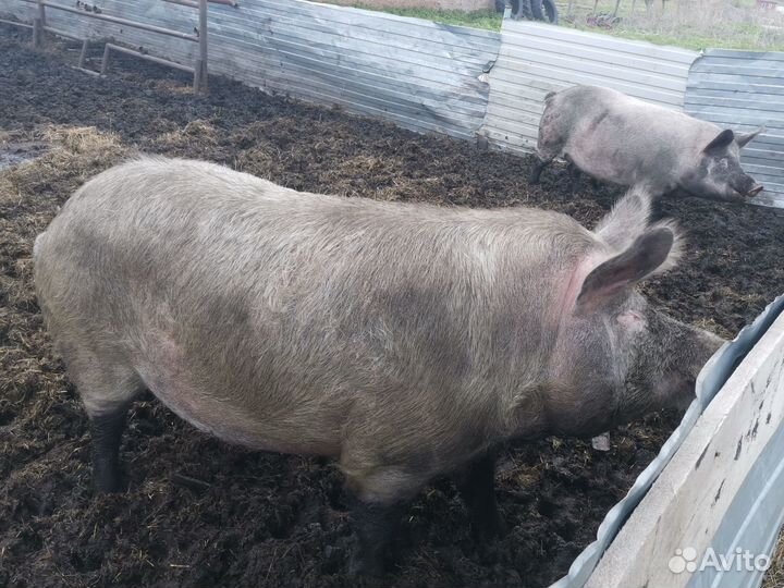 Продаю свиней для воспроизводства