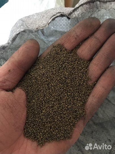 Семена люцерны