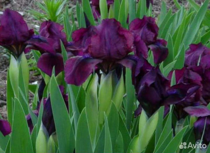 Ирисы карликовые