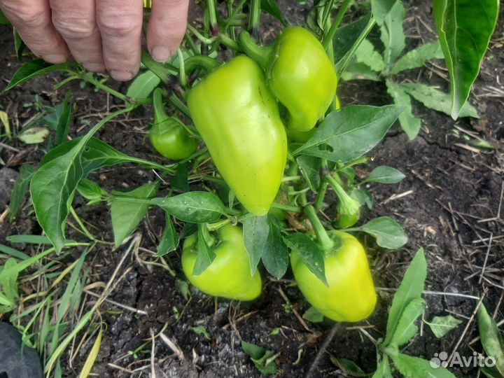 Рассада сладкого перца