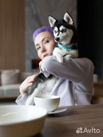 Аляскинский кли кай