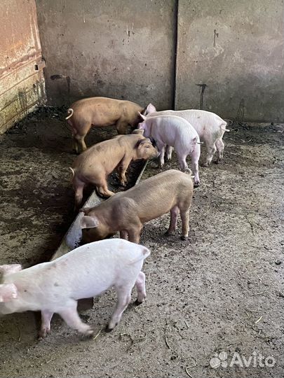 Поросята месяц и десять дней