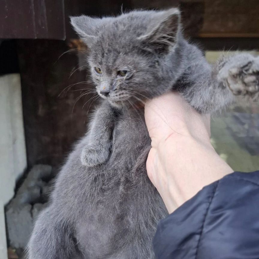 Котенок от рус. голубой кошки 1,5 мес дев.на улице