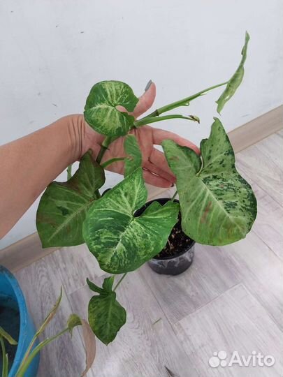 Церопегия вуда