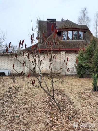 Сумах - декоративное деревце, виноград