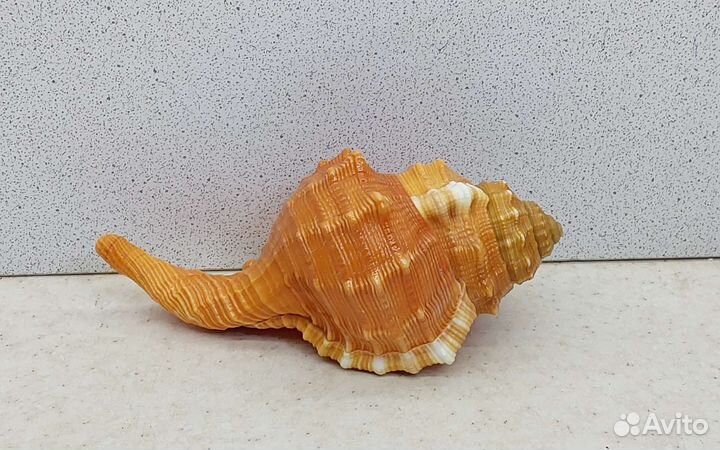 Циматиум Пурам 11,5 морская ракушка раковина